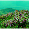 Mountain Blossom View