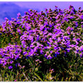 Purple Bloom Field