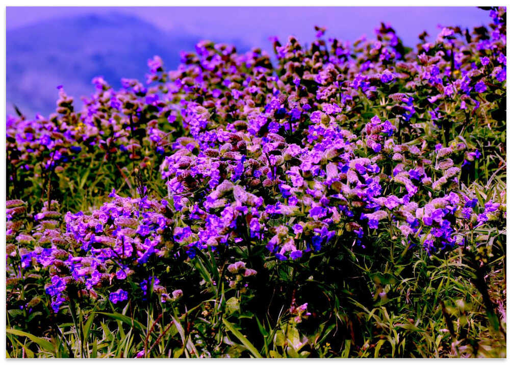 Purple Bloom Field