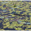 Lilies and Waterfowl
