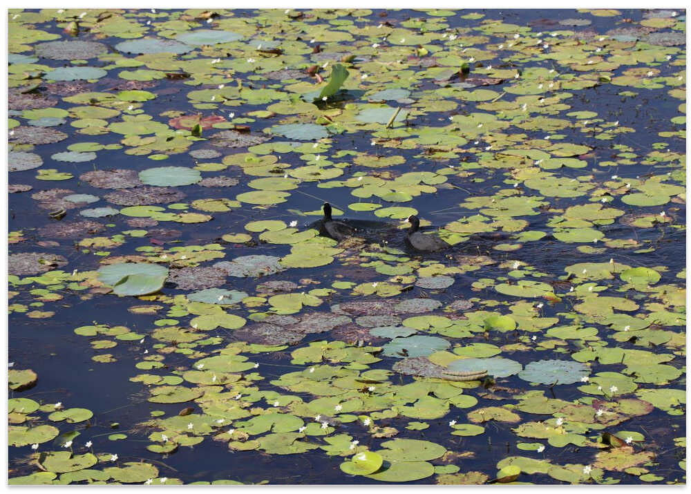 Lilies and Waterfowl