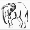 Fluid Elephant Form