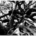 Tangled Canopy