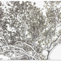 Wintry Branches