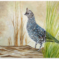 Texan Blue Quail