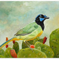 Texan Green Jay