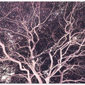 Twilight Branches