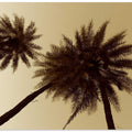 Sepia Palms Skyward