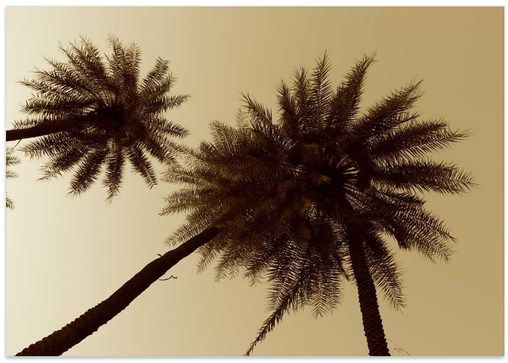 Sepia Palms Skyward