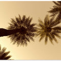 Palm Skyward View