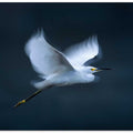 Snowy Egret