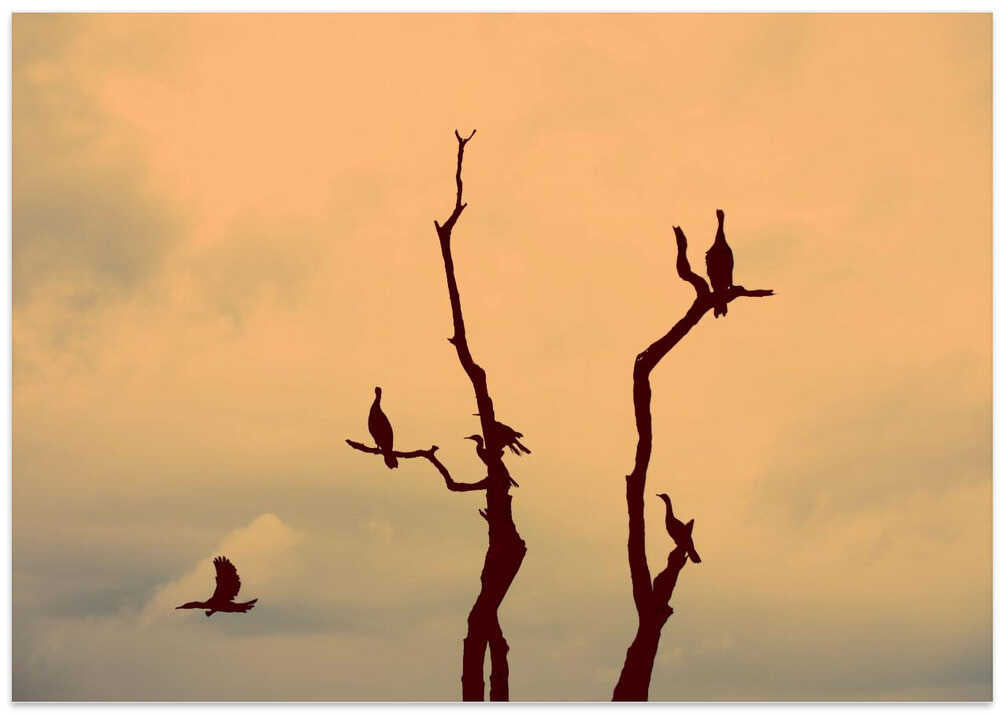 Silhouetted Serenity