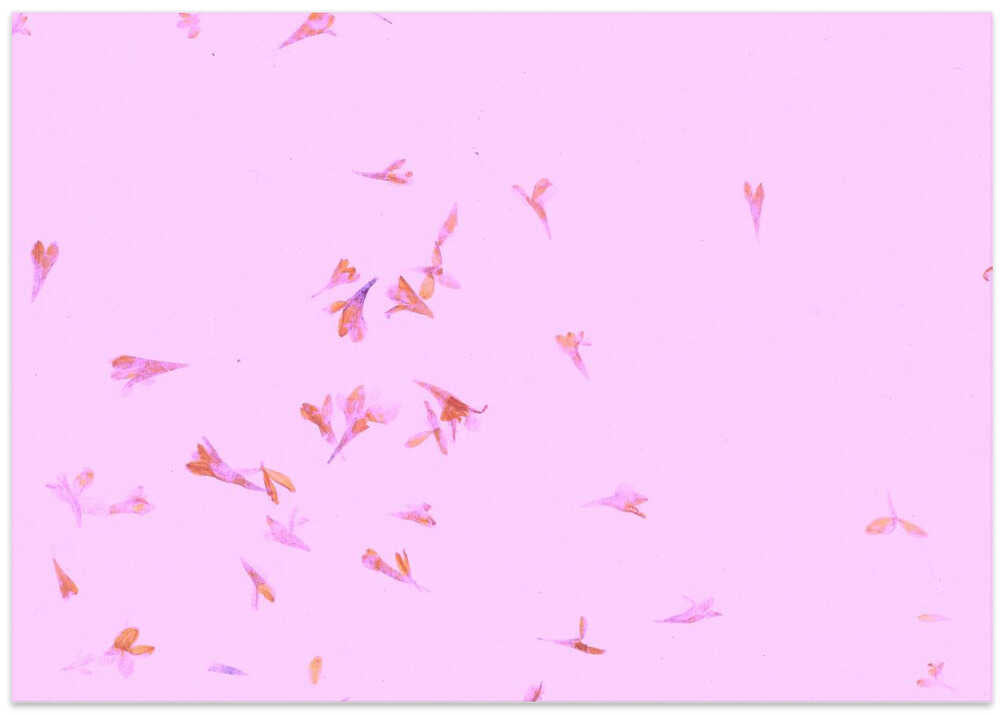 Petals in the Breeze