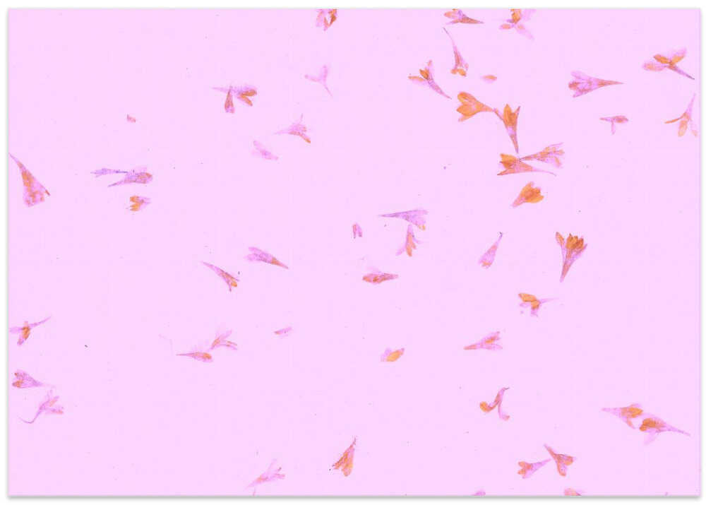 Petals in Dreamlight