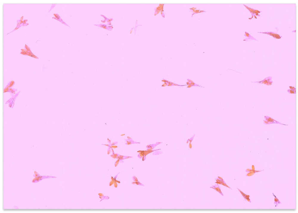 Petals in Pastel