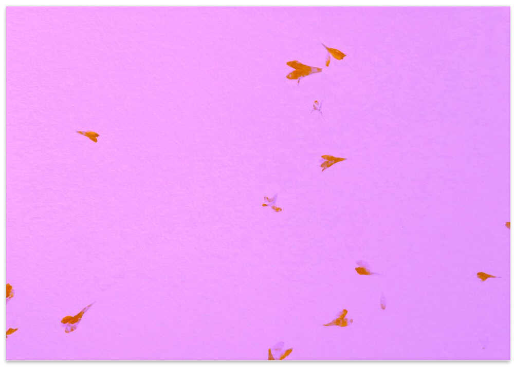 Fleeting Butterflies