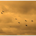 Soaring Silhouettes