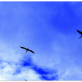 Birds in Flight