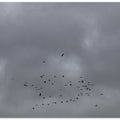 Flight in Grey Skies