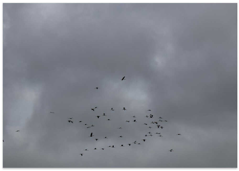 Flight in Grey Skies