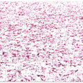 Pink Petals Symphony