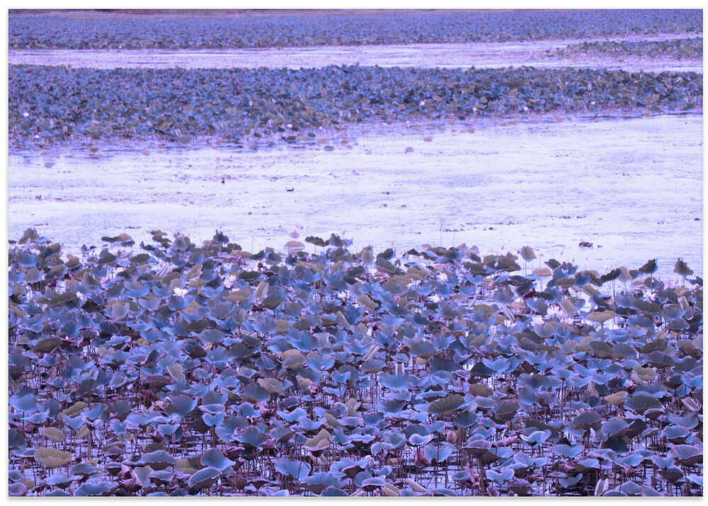Lilac Lotus Lagoon