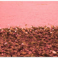 Pink Lotus Shoreline