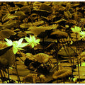 Luminous Lily Pond