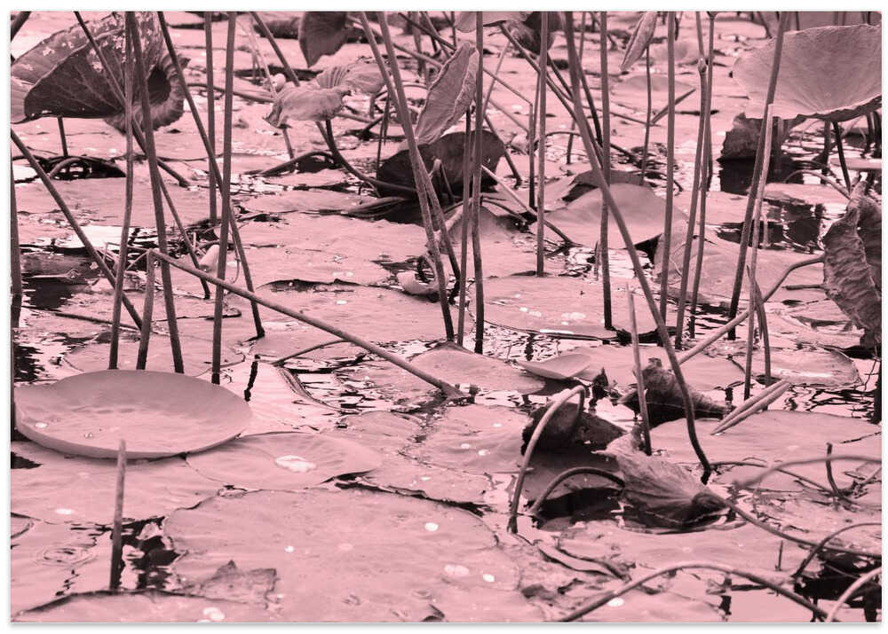 Pink Lotus Reflections