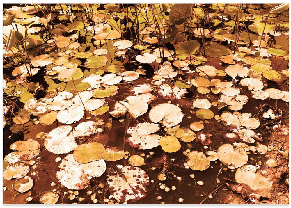 Autumn's Lily Pond