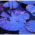 Mystic Lilypad Glow