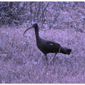 Ibis in Purple Grass
