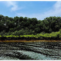 Mangrove Serenity
