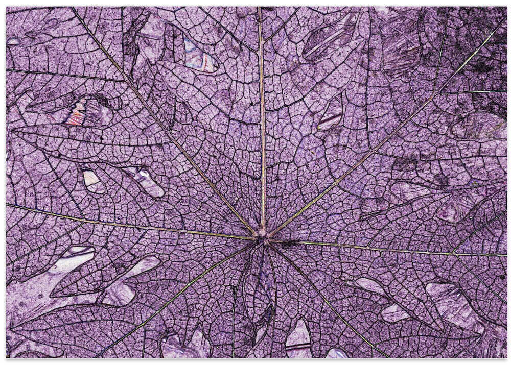 Purple Leaf Veins