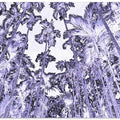 Violet Palm Canopy