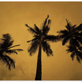 Golden Palms Sky
