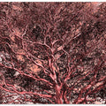 Crimson Canopy