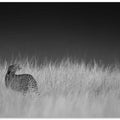 Portrait of a cheetah standing on grassy field