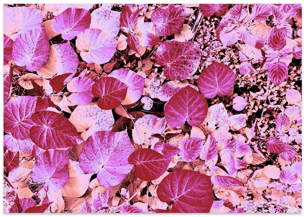 Pink Leaf Harmony
