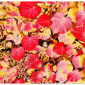Vibrant Autumn Leaves