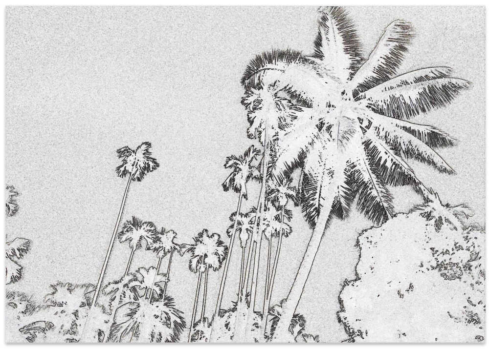 Palms in Sketch