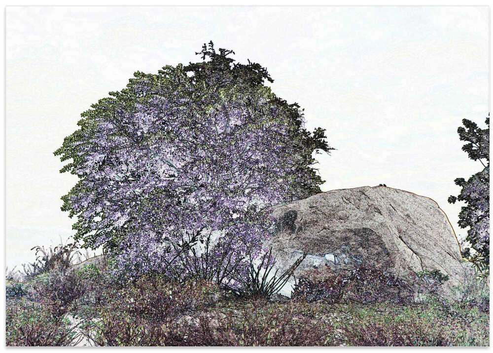 Serene Blooming Haven