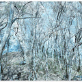 Frozen Woodland Scene