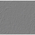Gray Woodland Texture