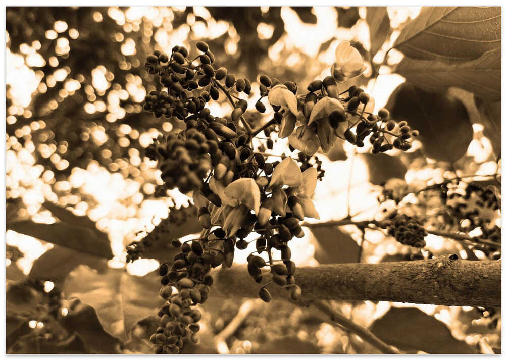 Nature's Sepia Bloom