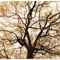Entwined Canopy