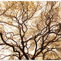 Entwined Branches
