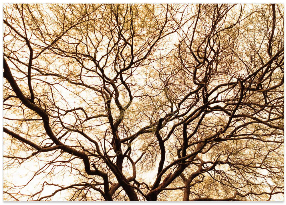 Entwined Branches
