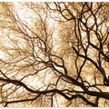 Enchanted Branches