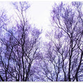 Lavender Branches